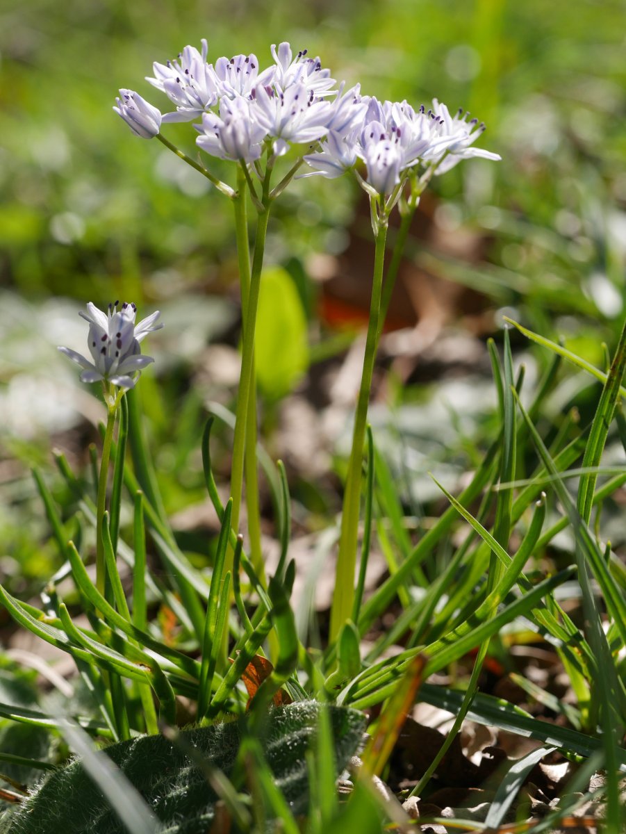Landarea, Ilarduia aldean