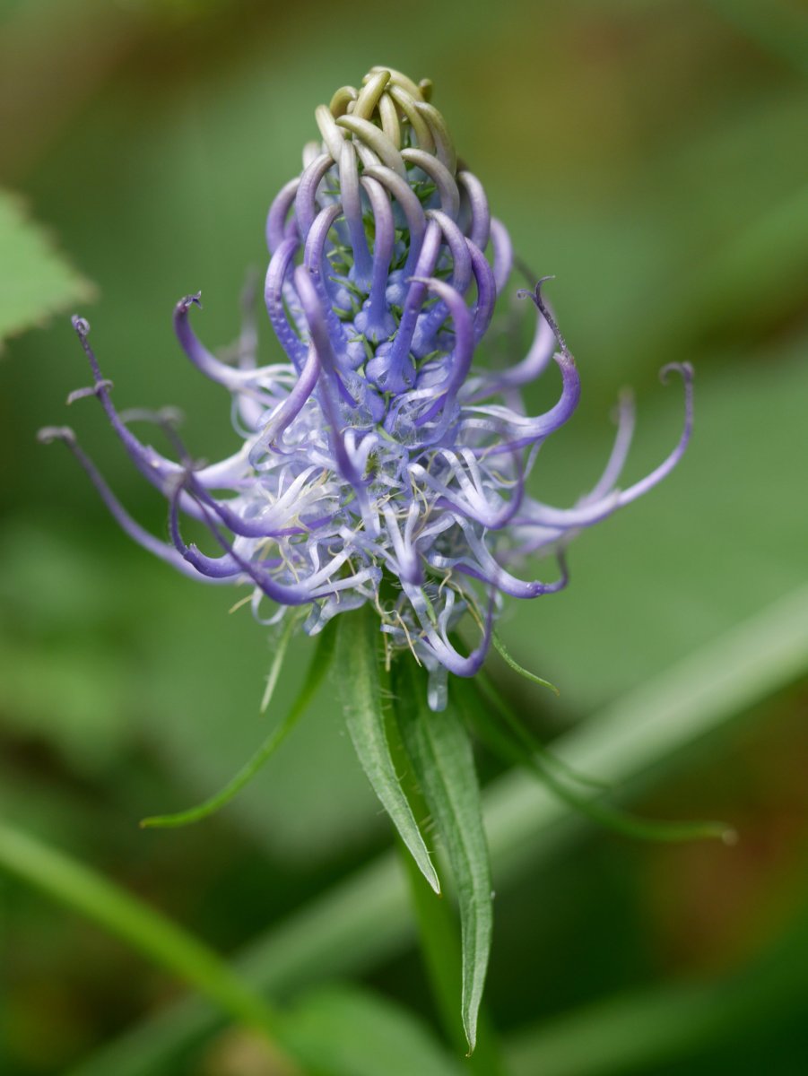 Phyteuma pyrenaicum, Landarbaso aldean