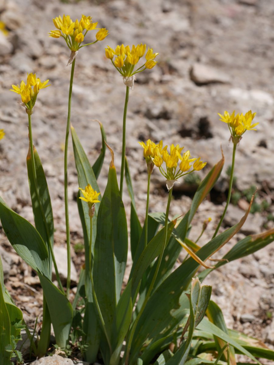 Allium moly, Irurtzun aldean