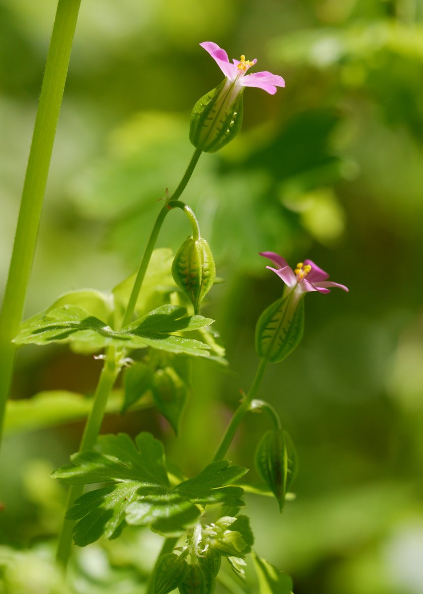 Geranium lucidum, Irurtzun aldean