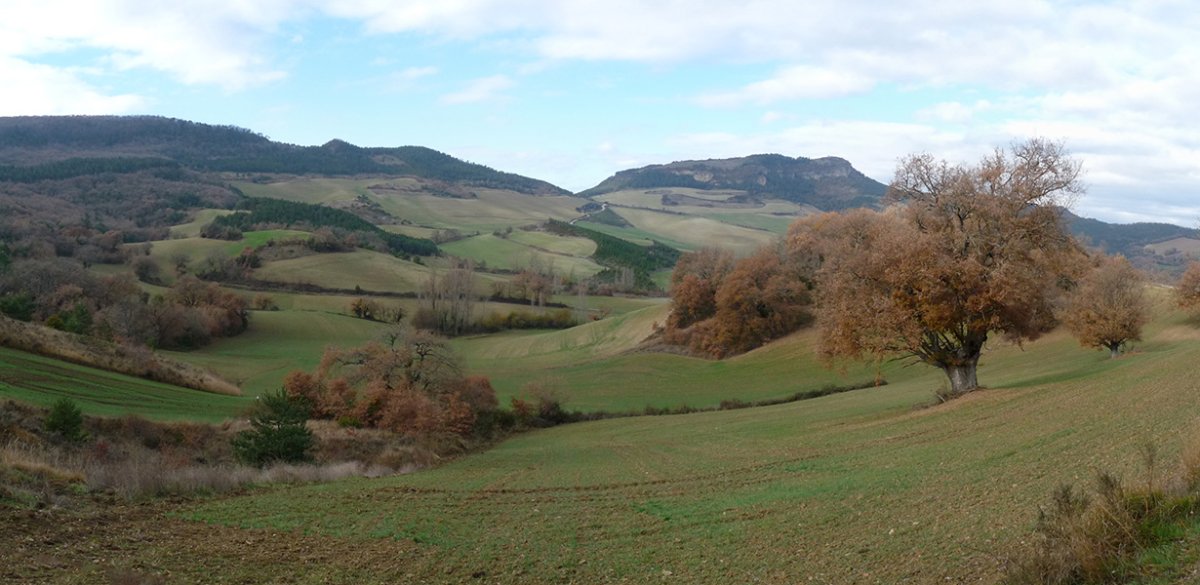 Lakidain harria, Lizarragako haritz monumentalen gainean