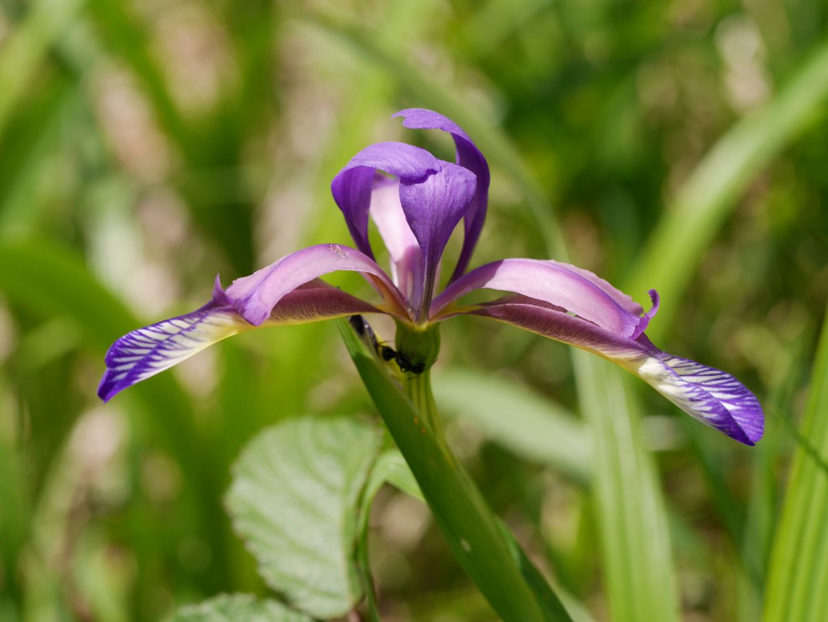 Iris graminea, Irurtzun aldean