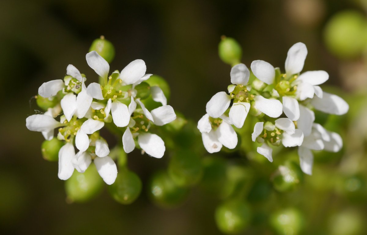 Coch­le­a­ria aestuaria, Irungo Osinbiribil parkean, errioaren bazterrean.