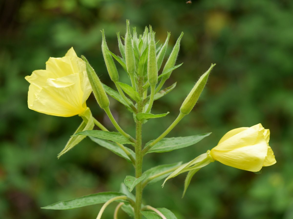 Oenothera glazioviana Endarlatsa aldean