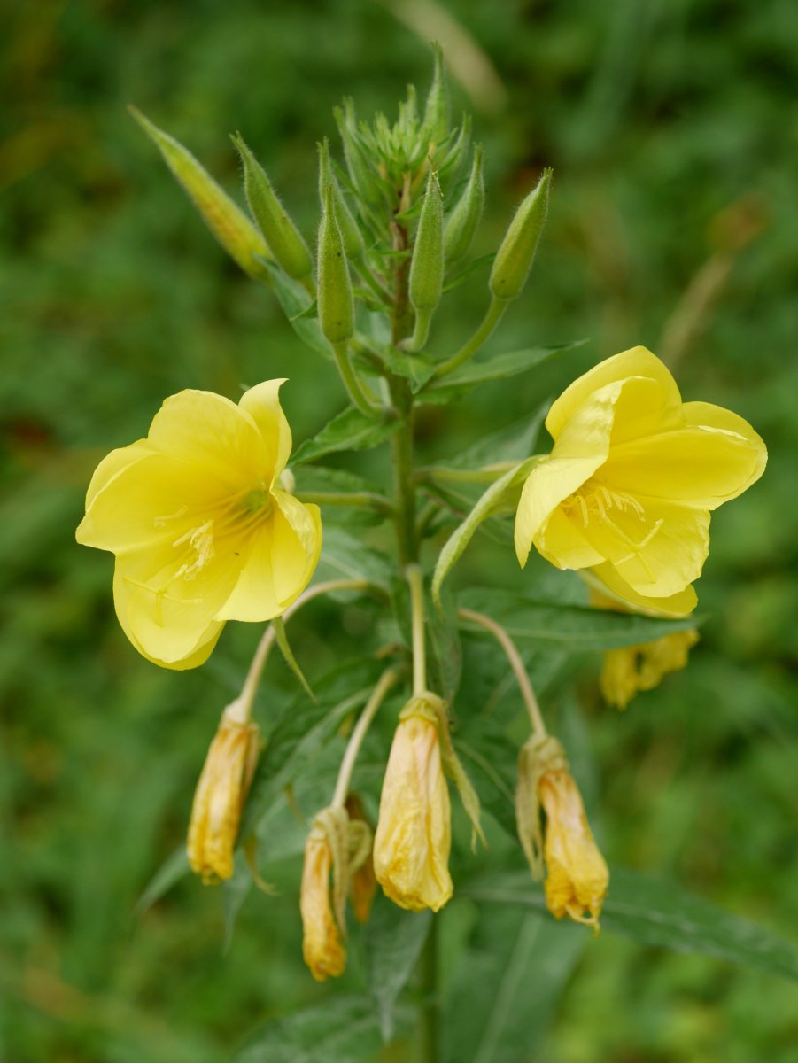 Oenothera glazioviana Endarlatsa aldean