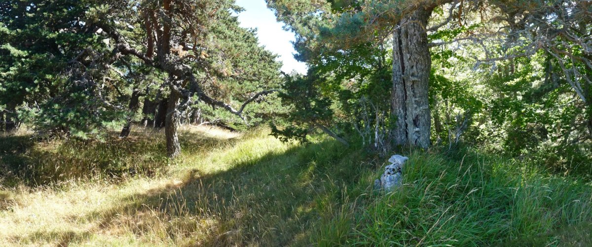 Igardakuako gailurra