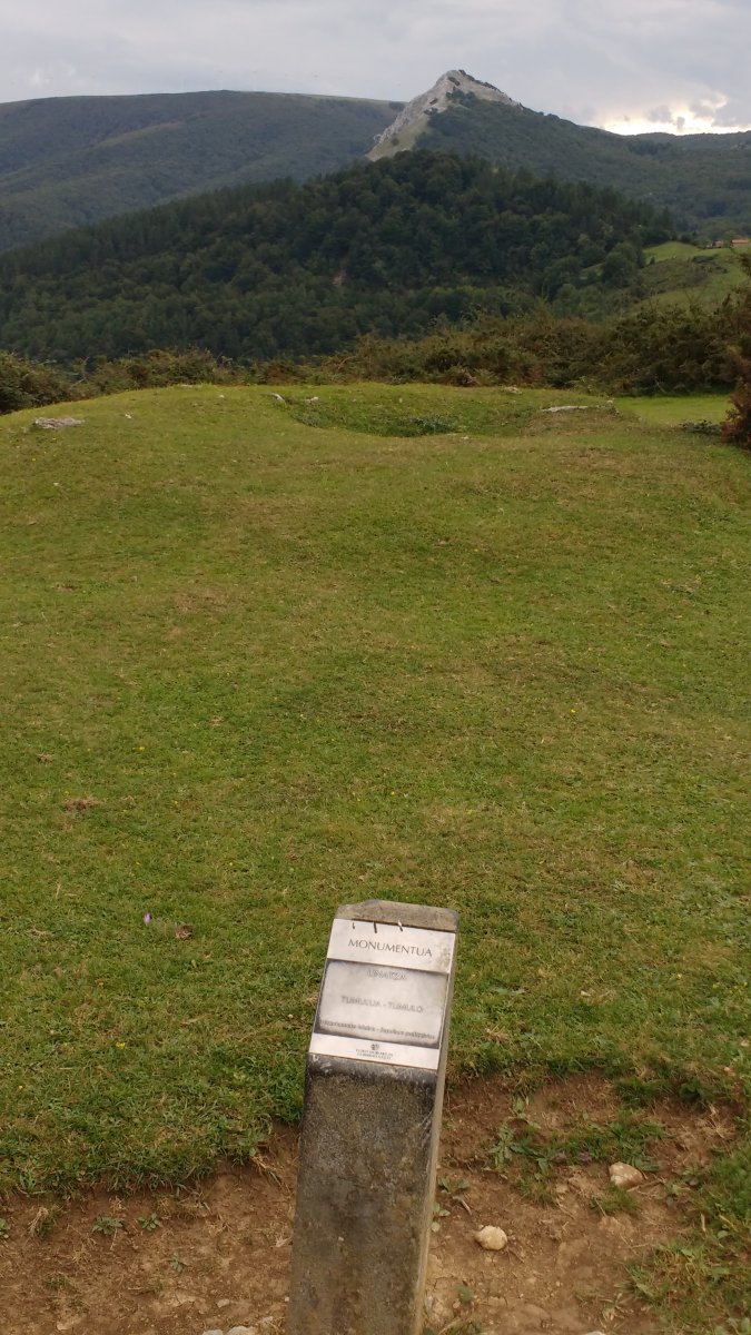 Linatza tumuloa (2017)