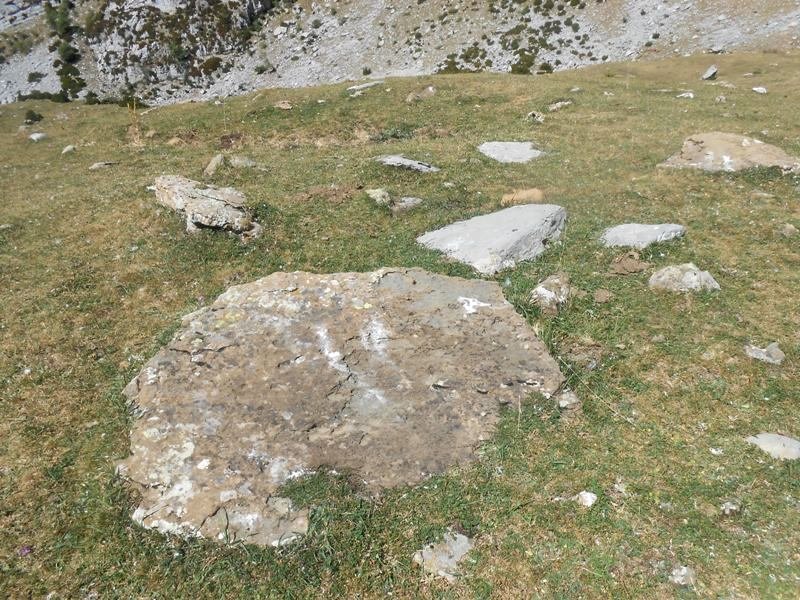 Lecherín Bajo trikuharria