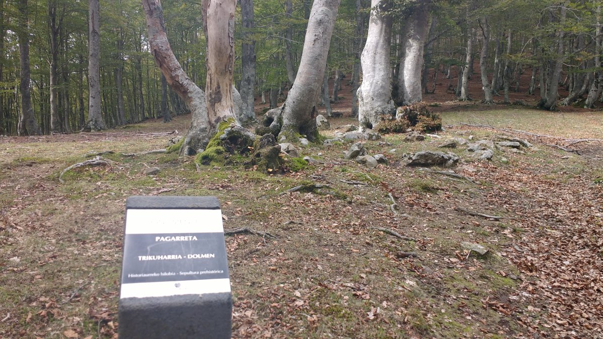 Pagarreta trikuharria (2017)