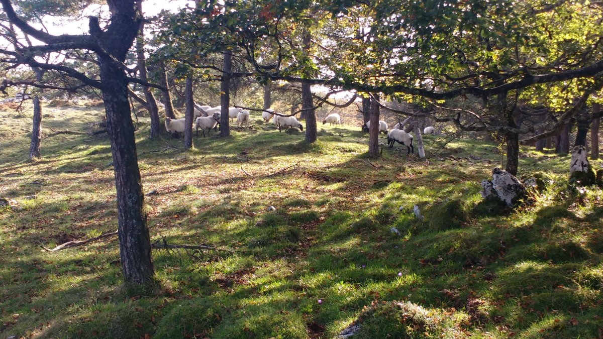 Txopordiko larreak, ardiak