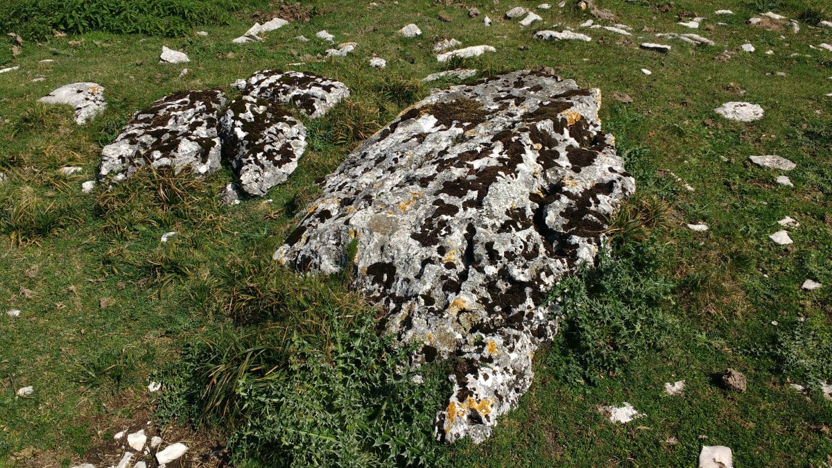 Bekosare trikuharria 5 harlauzak