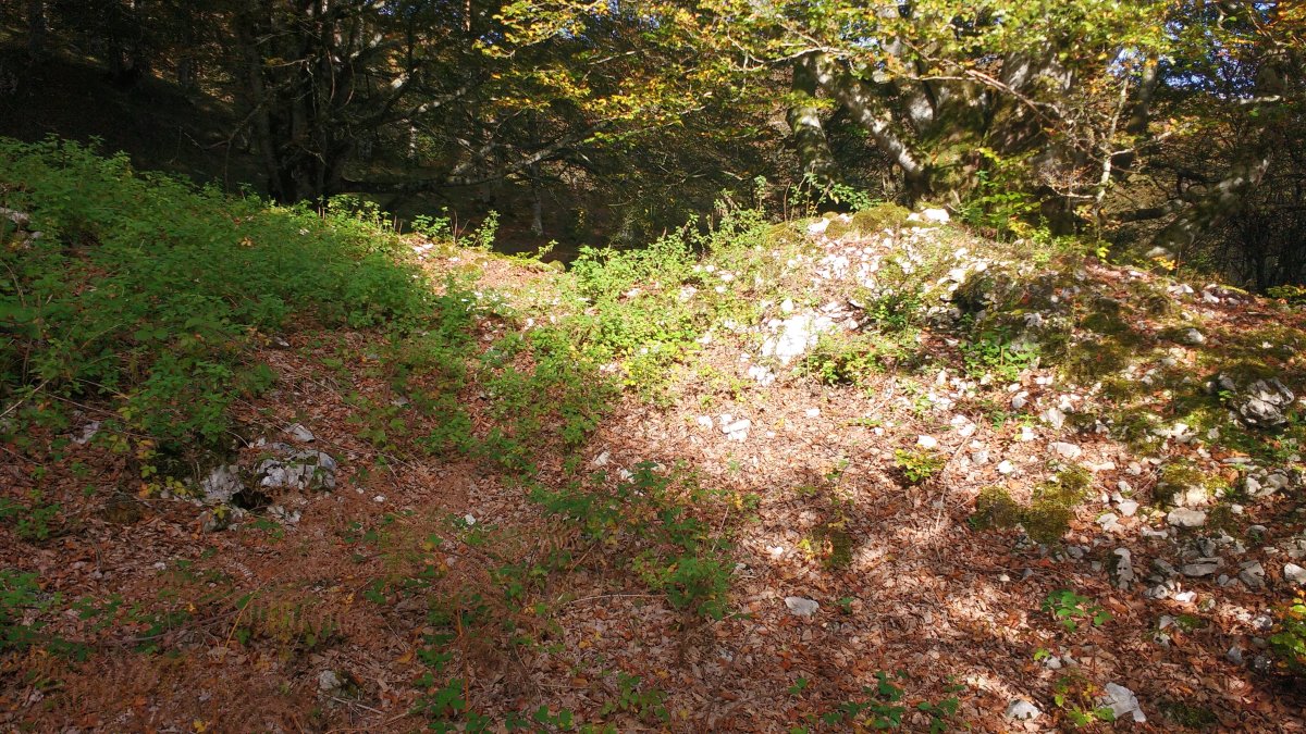 Aileta trikuharria (2017)