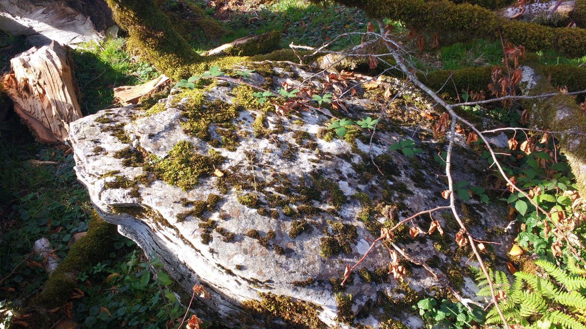 Saroibarren zutarria (2017)