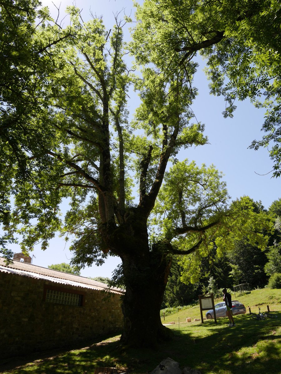 Santa Teodosiako lizarra