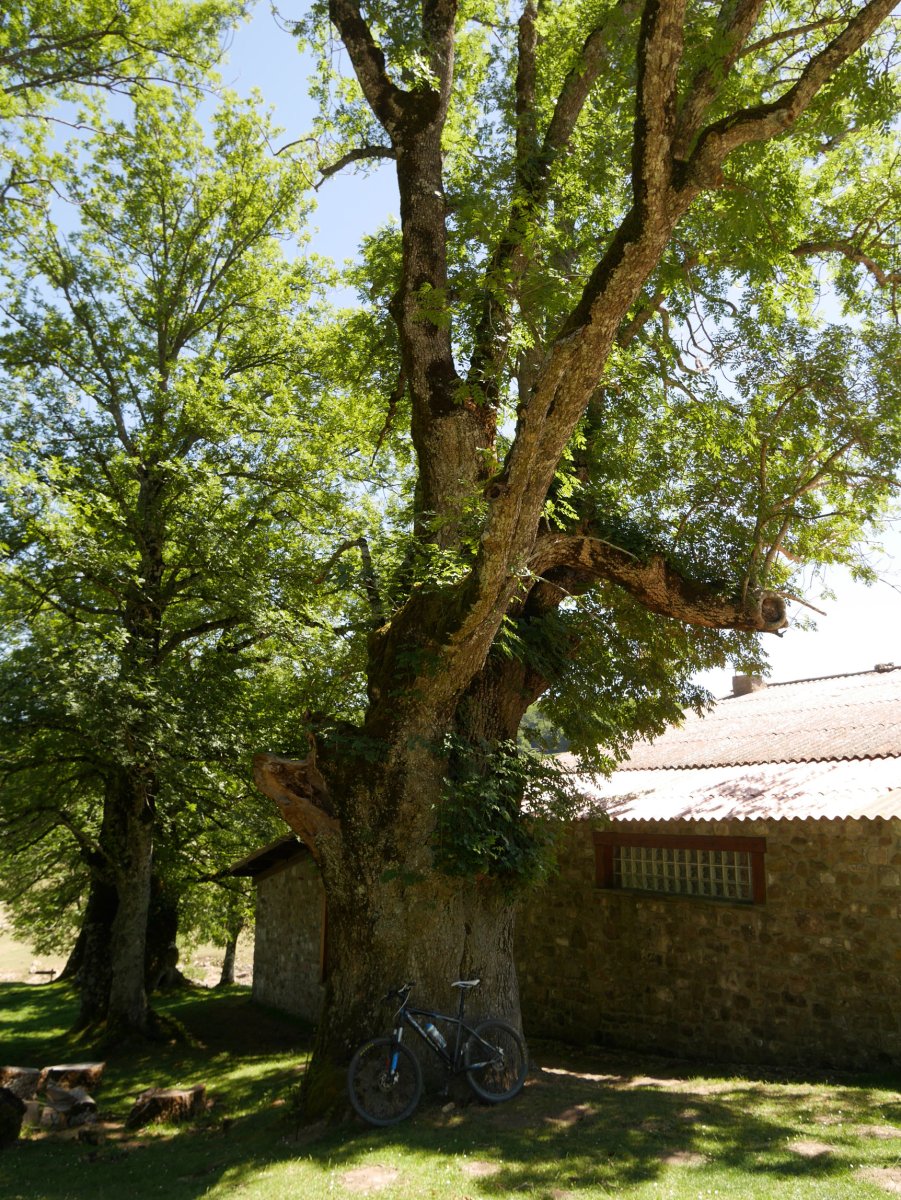 Santa Teodosiako lizarra