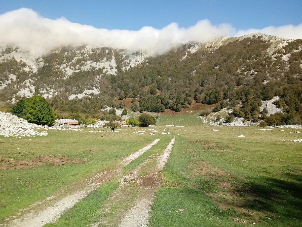 Oltzako zelaia eta bidea