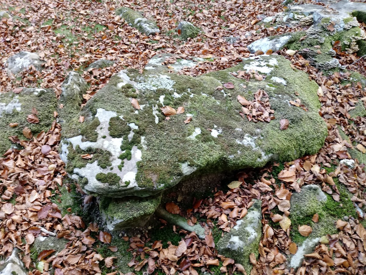 Pagomakor trikuharria 4