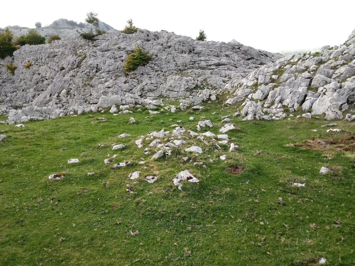 Erdikosaroia tumuloa 2