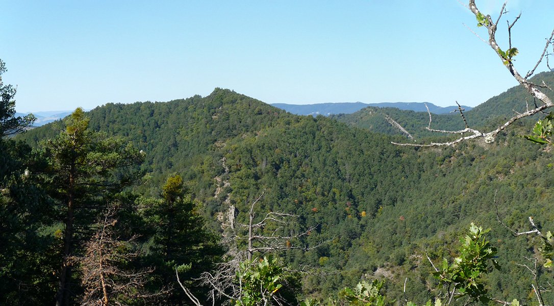 Argumeta Monitas menditik