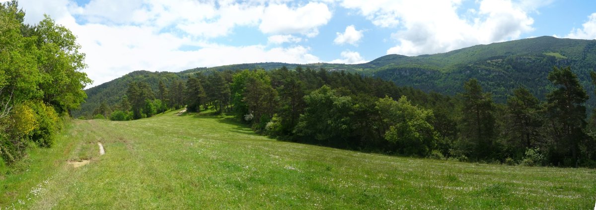 Gainaldeko baso eta larreak