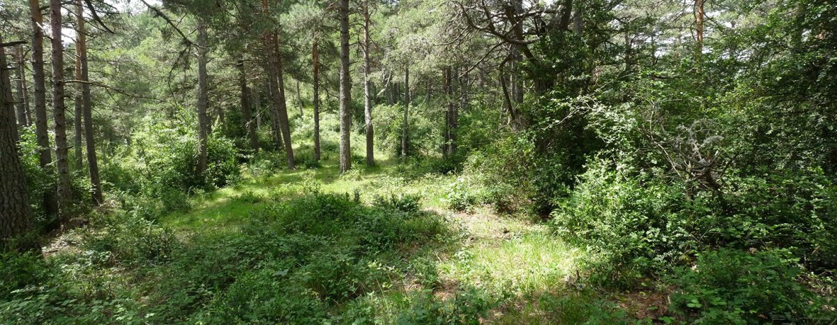 Aurkas lepoa Txitxurro eta Artxuta artean