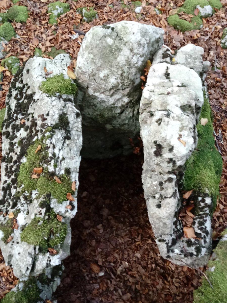 Ansaretako Zaparra trikuharria 4