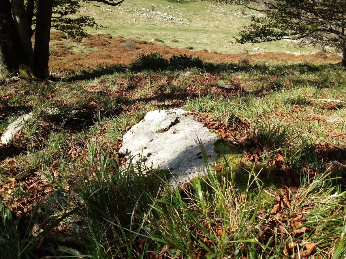 Aratzkosaroi zutarria 3