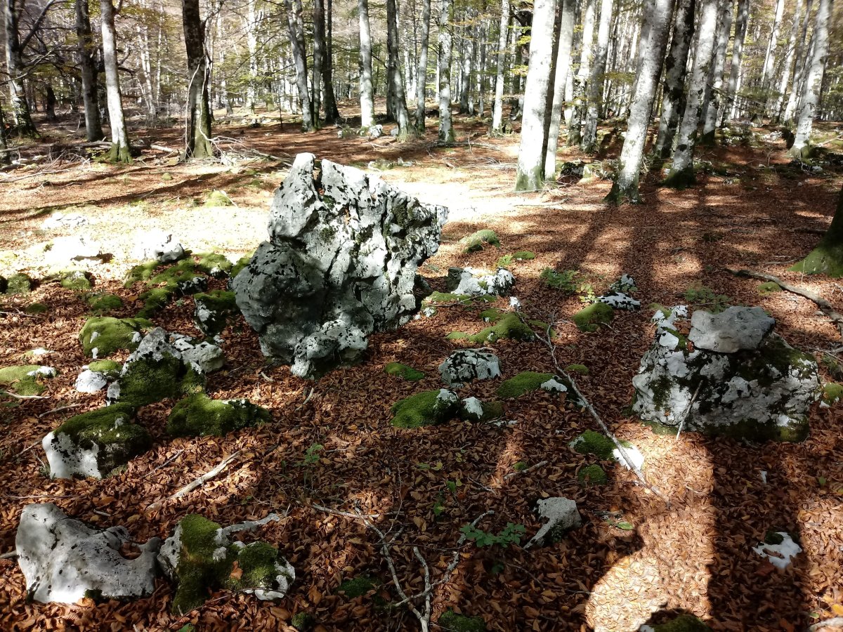 Bentakeita zutarria 3