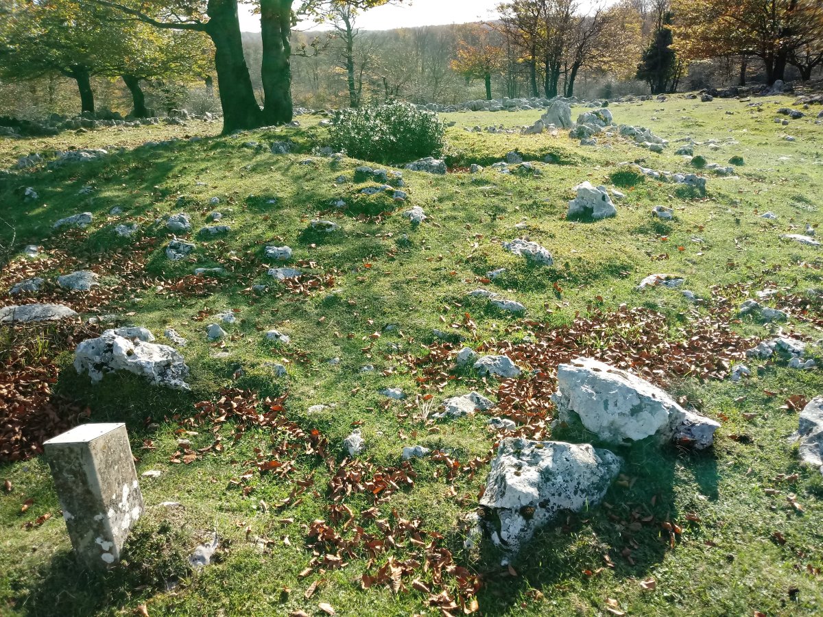 Ergibil trikuharria 2