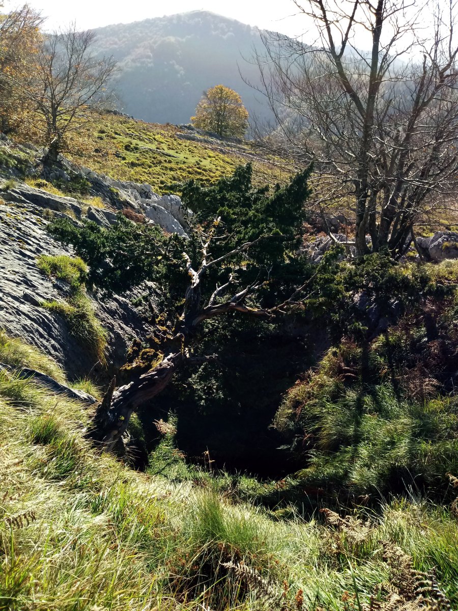 Arrietabasora bidean, elurzuloa