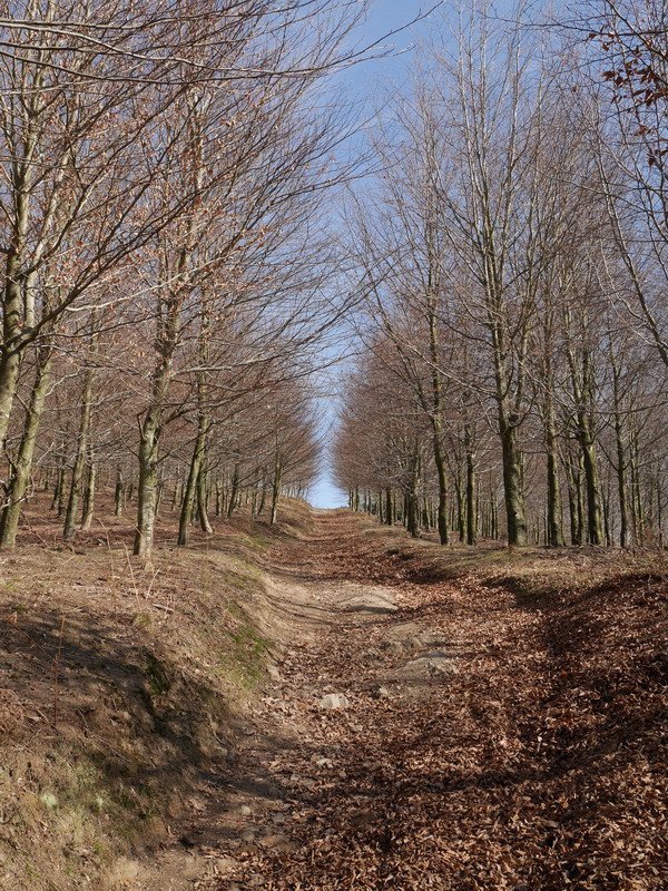 Pagadiko goikaldeko bidea