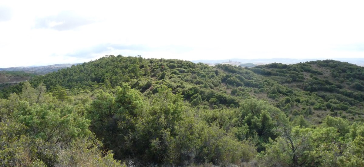 Txingarra Txikiko gainaldea