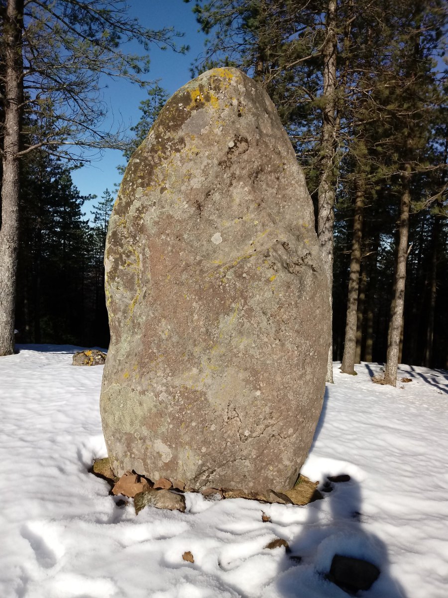 Arribiribilleta zutarria 2