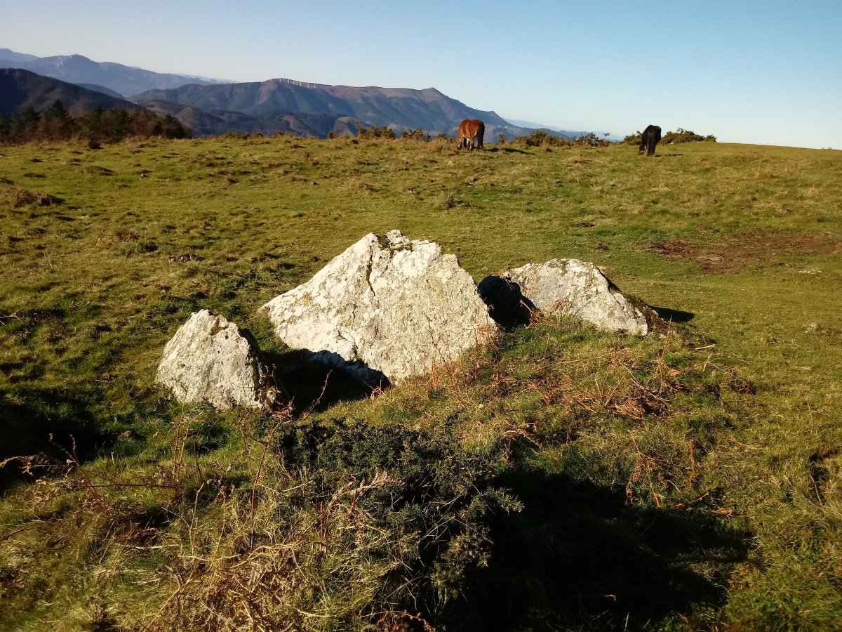 Kalamua II trikuharria (2017)