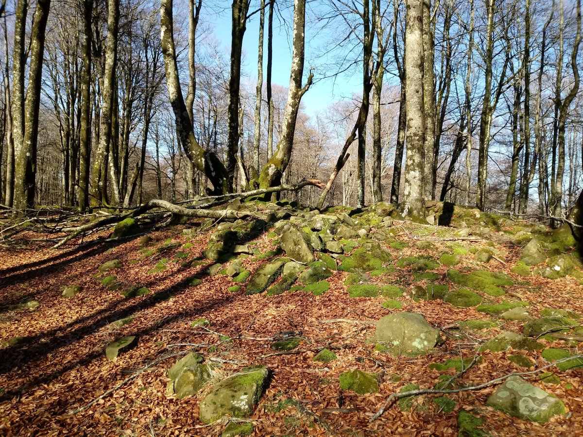 Larreluze trikuharria 5