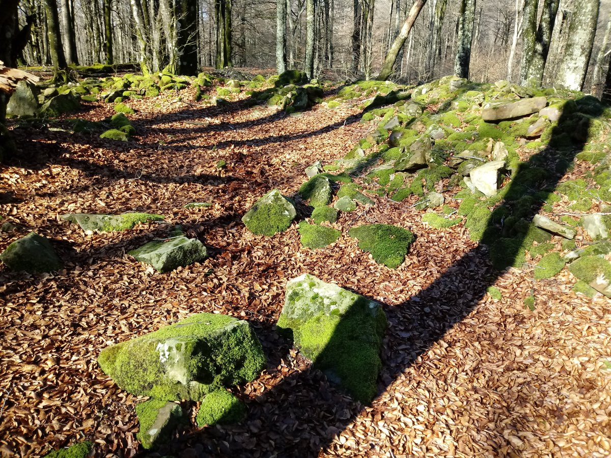 Larreluze trikuharria 4