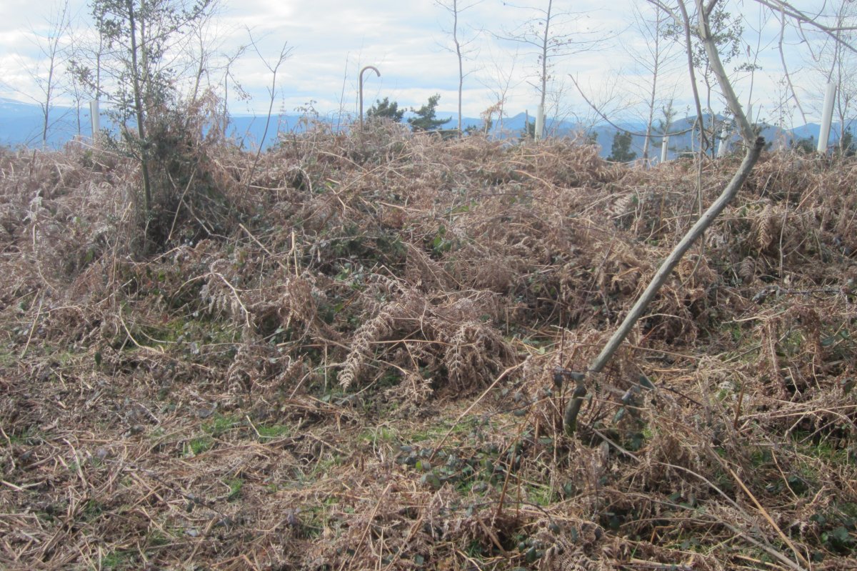 Túmulo Pagotxueta 1  (Febrero  2018)