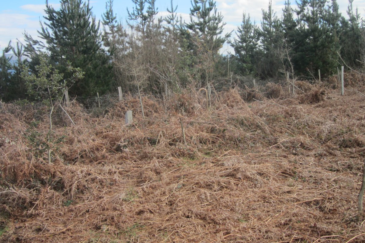 Túmulo Pagotxueta 1  (Febrero  2018)