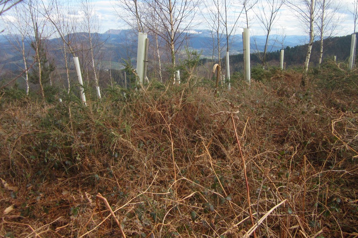 Túmulo Pagotxueta 3  (Febrero  2018)