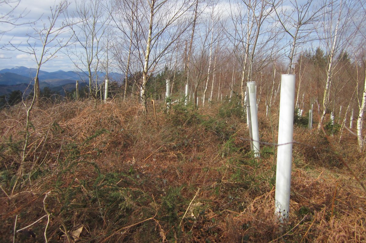 Túmulo Pagotxueta 3 (Febrero 2018)