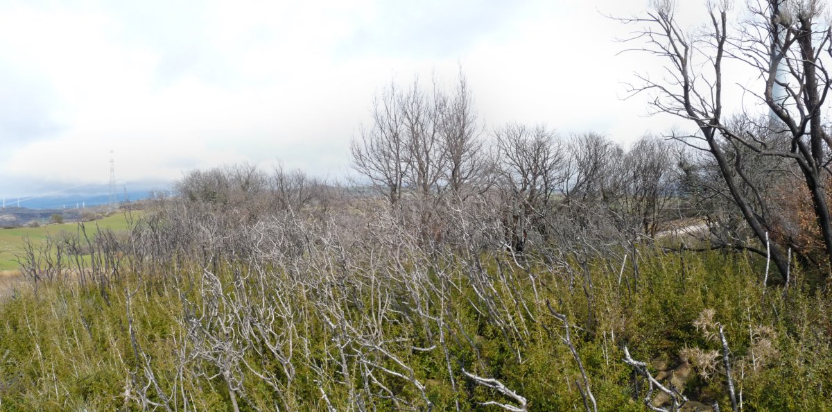 Artebeltzko gailurra