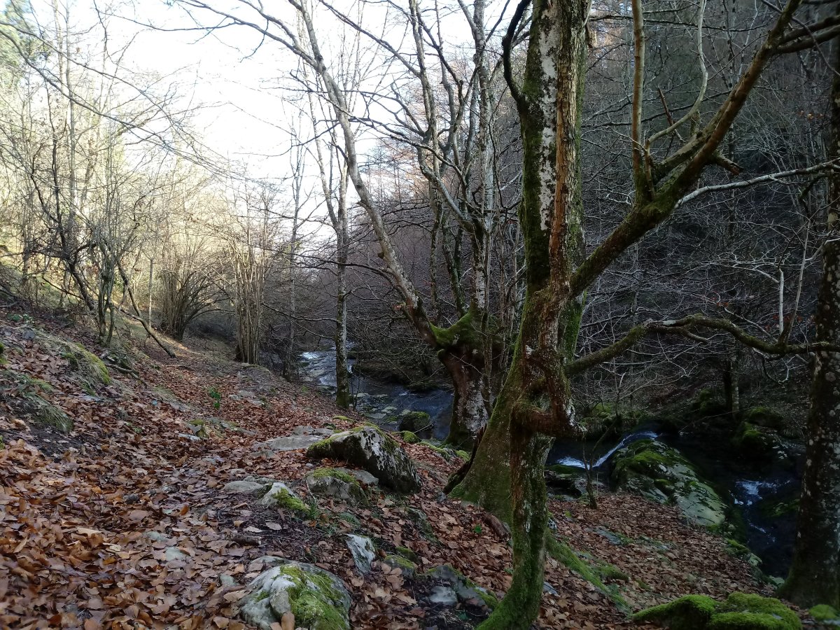 Arbe erreka ondotik gora Andartorantz