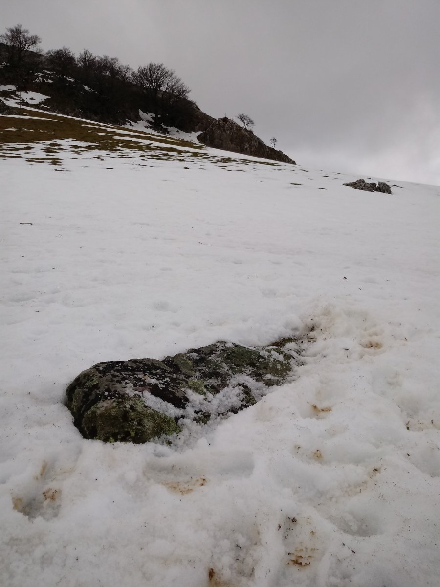 Elorrola zutarria (2018)