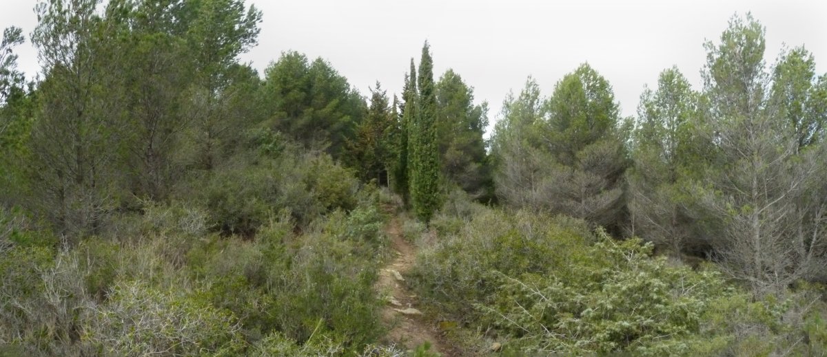 Gailurrera daraman bidexka