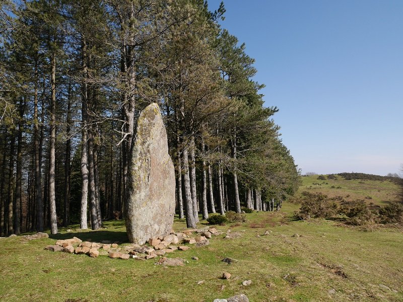 Arribiribilleta zutarria