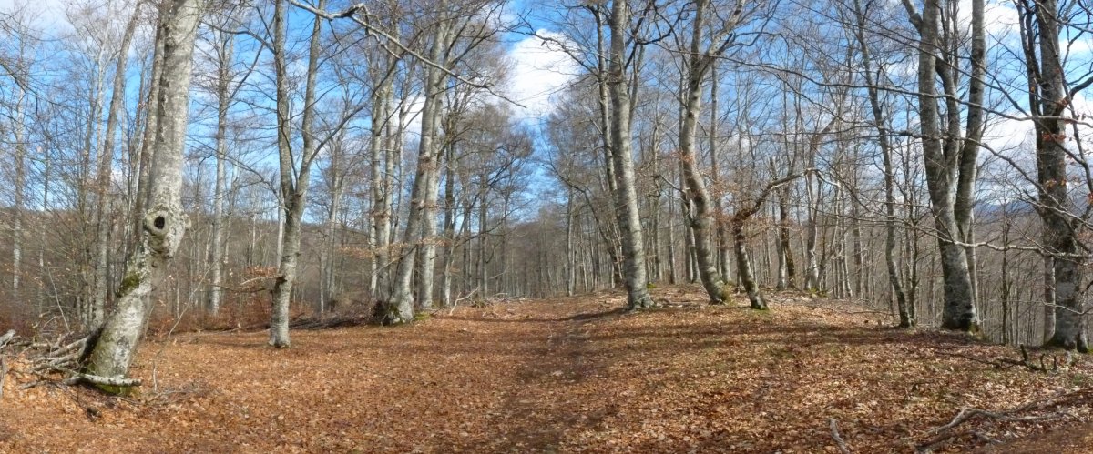 Gailurra, pagadiaren baitan