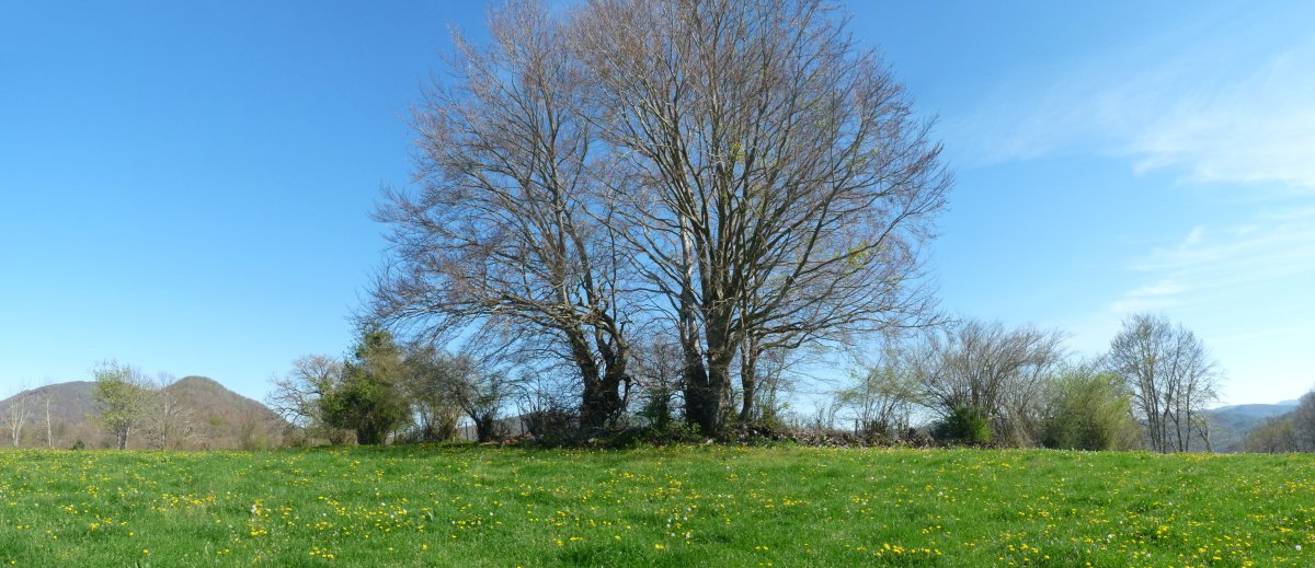 Gailurra markatzen duen zuhaitza