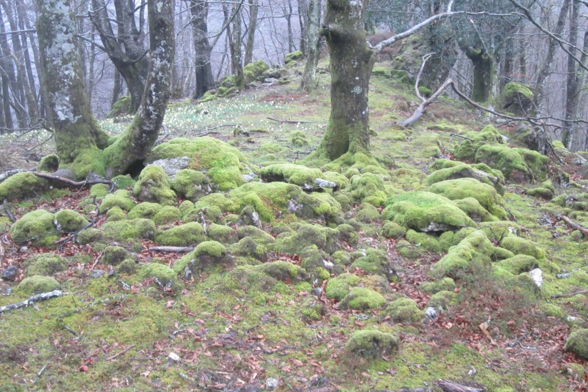 Dólmen Uzkuarrieta (27-03 2018) con musgo