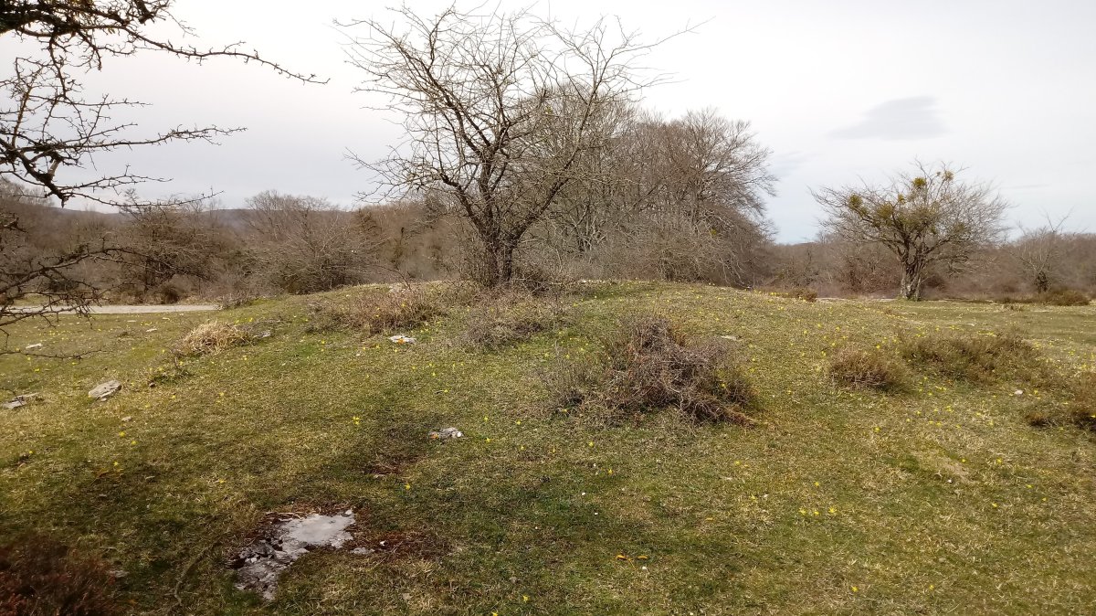 Lejazar Hegoa trikuharria 2