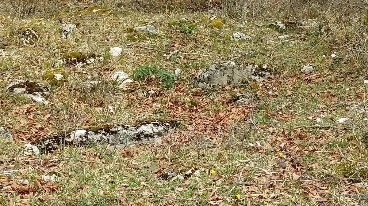 Las Esperas trikuharria 4